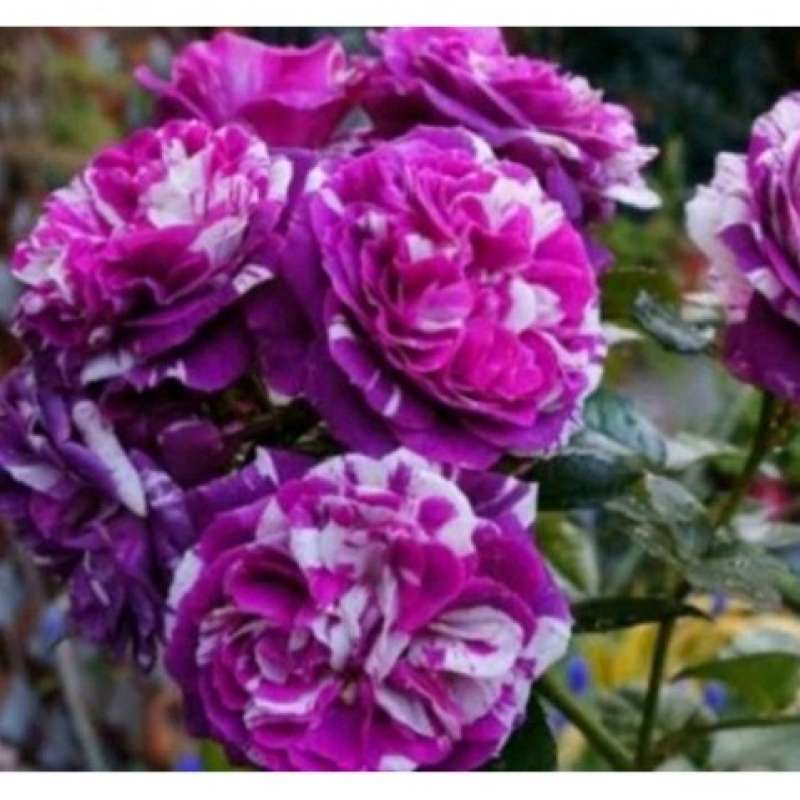 Jual bunga mawar import scented jewel 50cm di Seller Inas harun