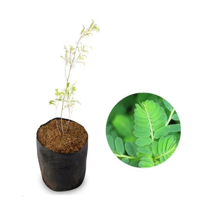 Jual Bibit Pohon Daun Meniran Online November 2020 Blibli Com