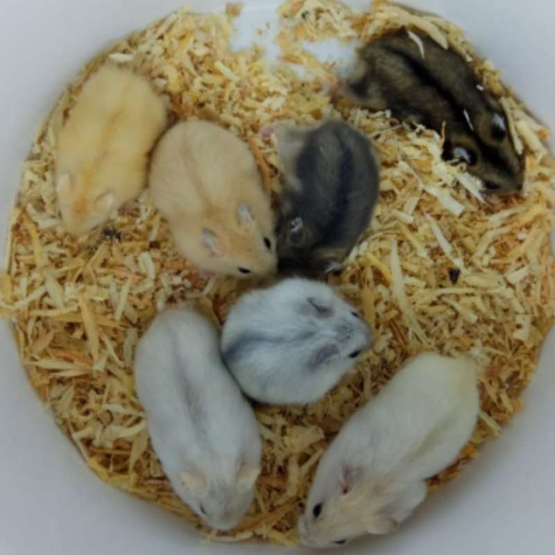 Jual Hamster Semua Jenis Winter Golden White Tiger Saphire Argente