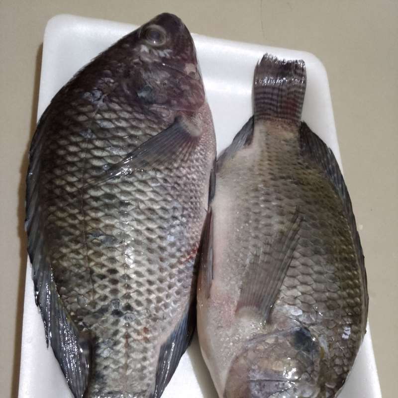 Jual Ikan Mujair / Ikan Nila Segarr 475 g di Seller Bakoel Sayur 24 -  Pengasinan, Kota Bekasi | Blibli