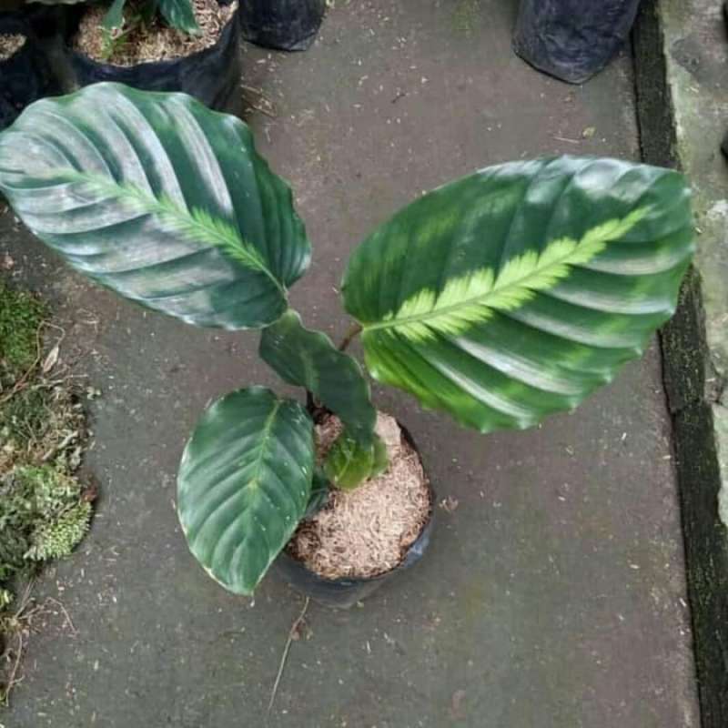 efeutute manjula happy leaf Manjula' Pothos, Happy Leaf Pothos, Jewel Pothos  Jardineries Botanix