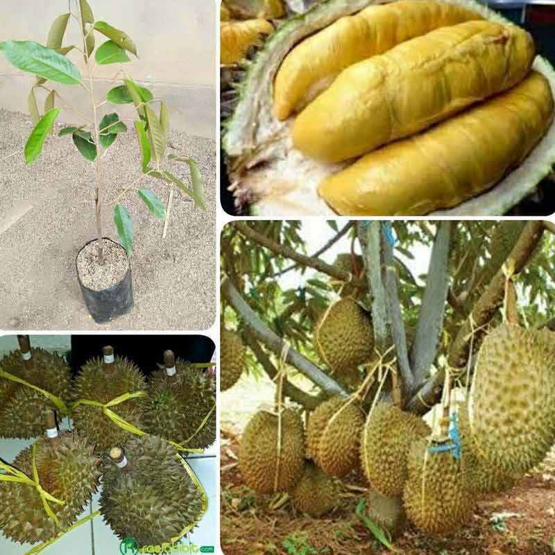 Jual Bibit Durian Montong Super Online Desember 2020 Blibli