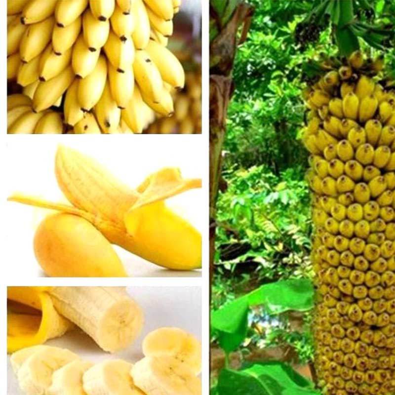 Jual Best Rare Dwarf Banana Tree Seeds Mini Bonsai Fruit Exotic Home Garden  Plants [100 Pcs] Online Maret 2021 | Blibli