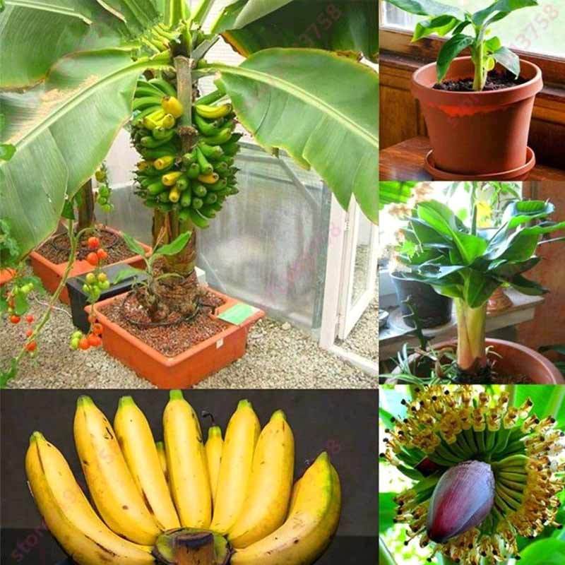Jual Best Rare Dwarf Banana Tree Seeds Mini Bonsai Fruit Exotic Home Garden Plants 100 Pcs Online Oktober 2020 Blibli Com