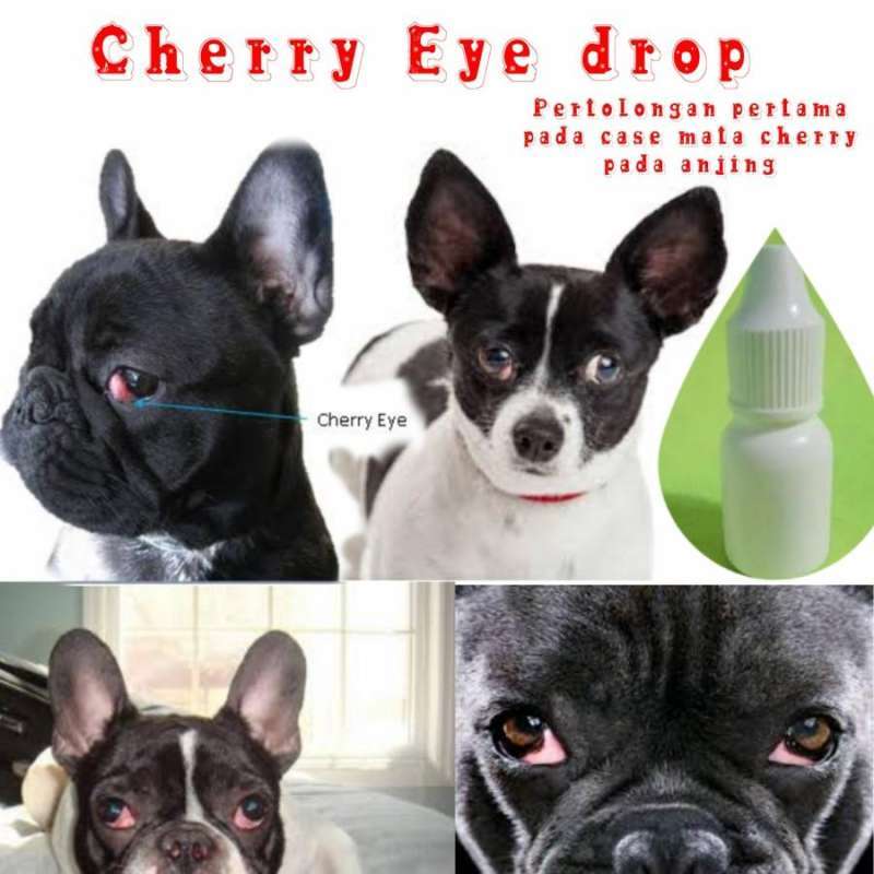 Drops for cherry eye store