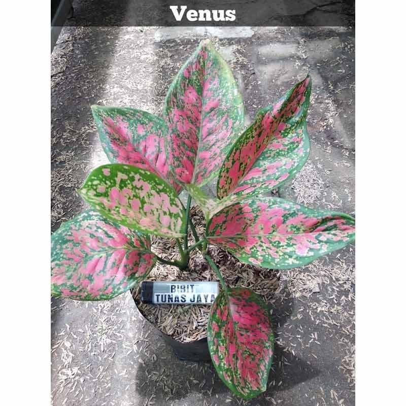 Jual Tanaman Aglonema Venus Online April 2021 Blibli
