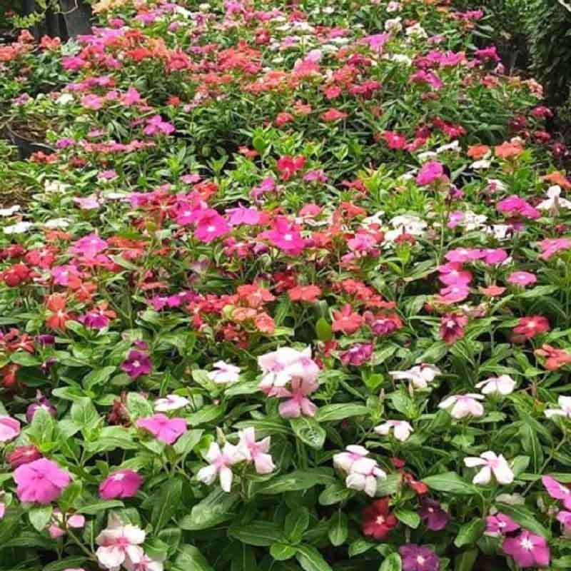 Jual Griyo Sekar Benih Biji Vinca Juntai Tanaman 1000 Biji Online Januari 2021 Blibli Bibit bunga group) adalah situs no.1 di indonesia untuk produk benih tanaman, bibit tanaman. griyo sekar benih biji vinca juntai tanaman 1000 biji