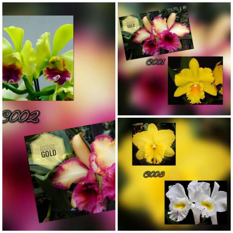 Jual Tanaman Anggrek Botol Catleya Koleksi Isi 30 Terbaru Oktober 2021 Harga Murah Kualitas Terjamin Blibli