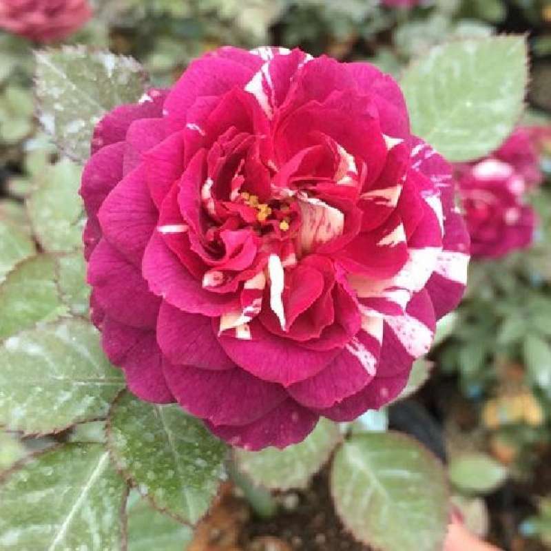 Scented jewel new arrivals