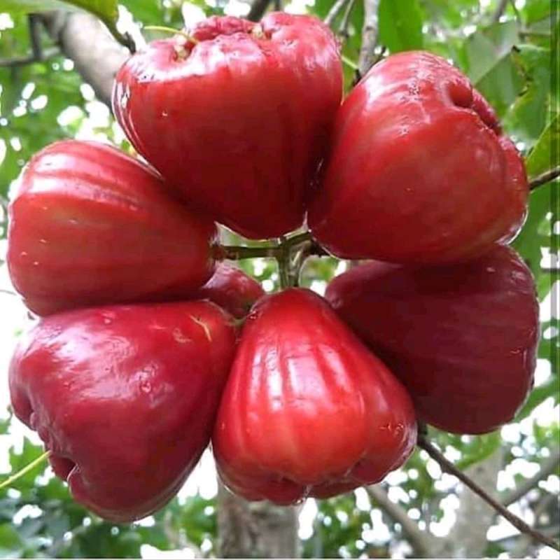 Jambu red online