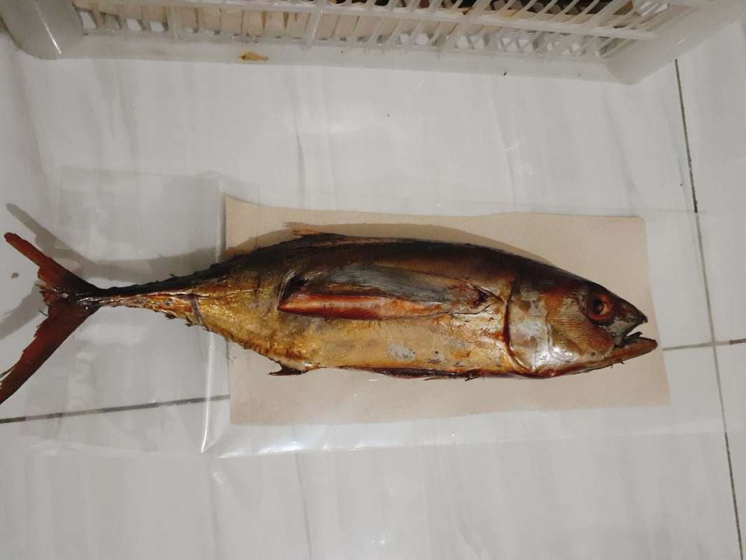 Jual Ikan Tuna Asap Pilihan Berat Segar 1 Kg Smoked Tuna Fresh Higienis Praktis Tanpa Pengawet Online November 2020 Blibli