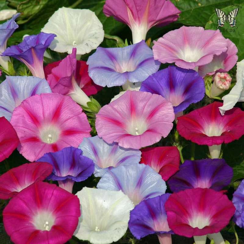 Jual Haira Seed Benih Bunga Morning Glory Tall Mix Bibit Tanaman 10 Butir Online Oktober 2020 Blibli Com