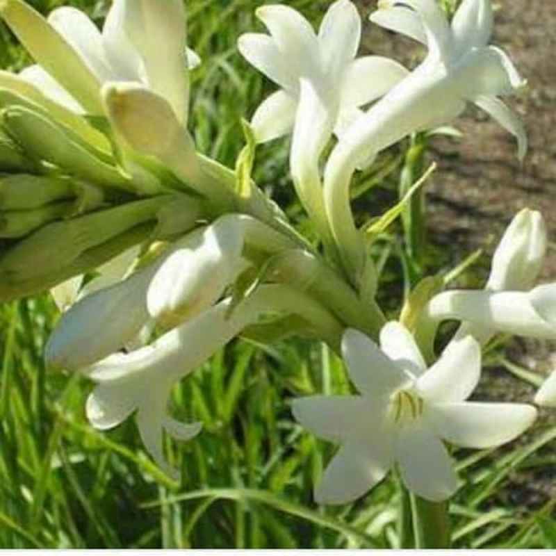 Jual Bibit Pohon Sedap Malam Sudah Jadi Tanaman Bunga Sedap Malam Kembang Sedap Malam Online April 2021 Blibli