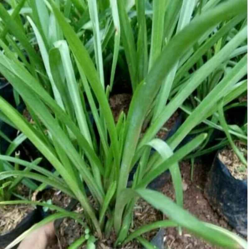 Jual Bibit Pohon Sedap Malam Sudah Jadi Tanaman Bunga Sedap Malam Kembang Sedap Malam Online Februari 2021 Blibli