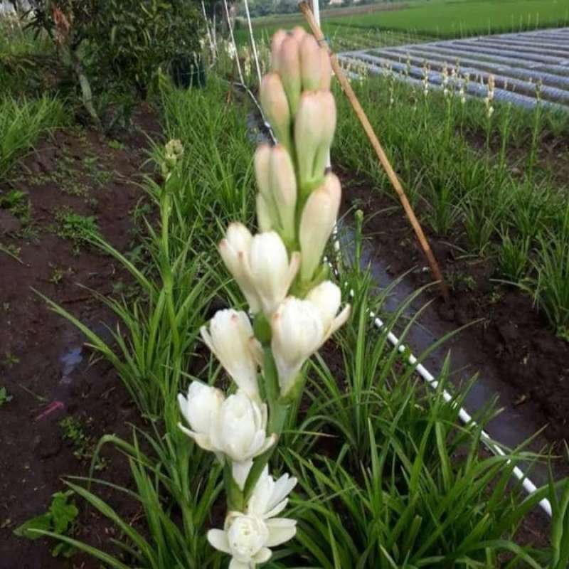 Jual Bibit Pohon Sedap Malam Sudah Jadi Tanaman Bunga Sedap Malam Kembang Sedap Malam Online Februari 2021 Blibli