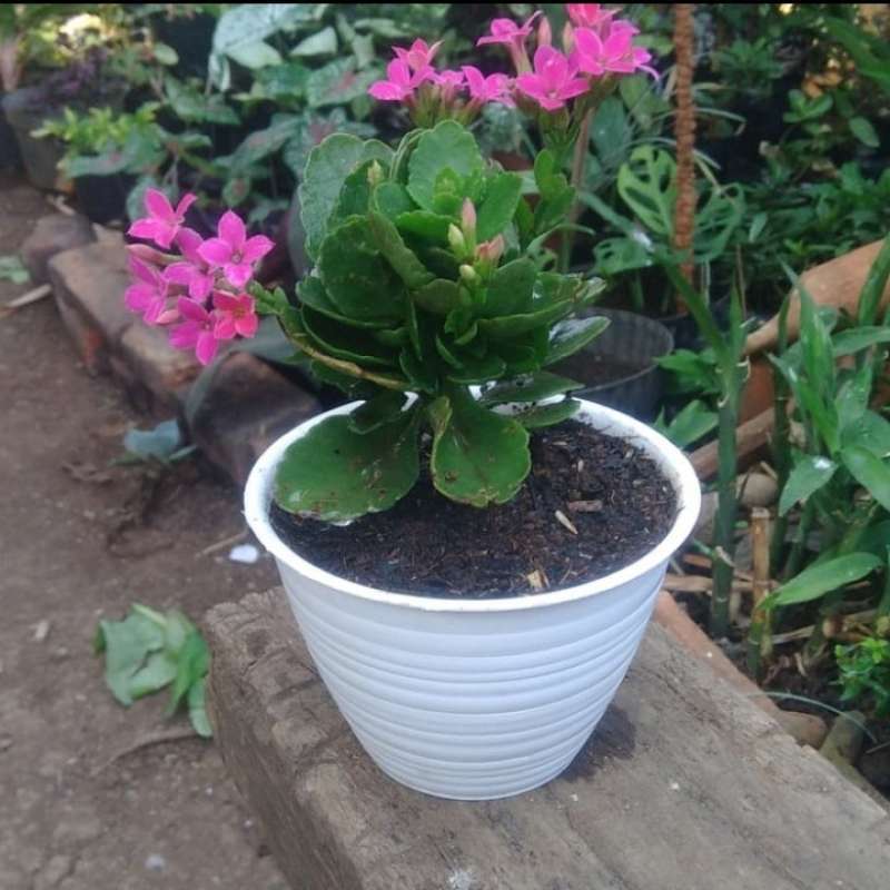 Jual Tanaman Hias Cocor Bebek Terbaru September 21 Harga Murah Kualitas Terjamin Blibli