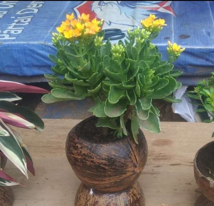 Jual Tanaman Hias Cocor Bebek Terbaru September 21 Harga Murah Kualitas Terjamin Blibli