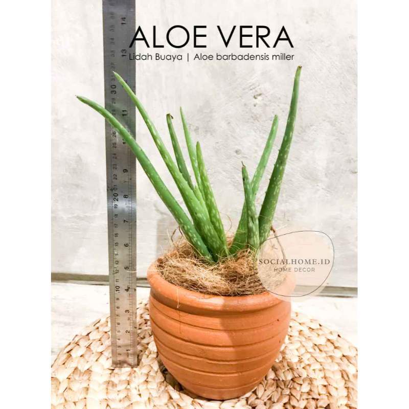 Jual Tanaman Lidah Buaya Pohon Lidah Buaya Herbal Aloevera Aloe Vera Kab Bogor Aura Floris Tokopedia