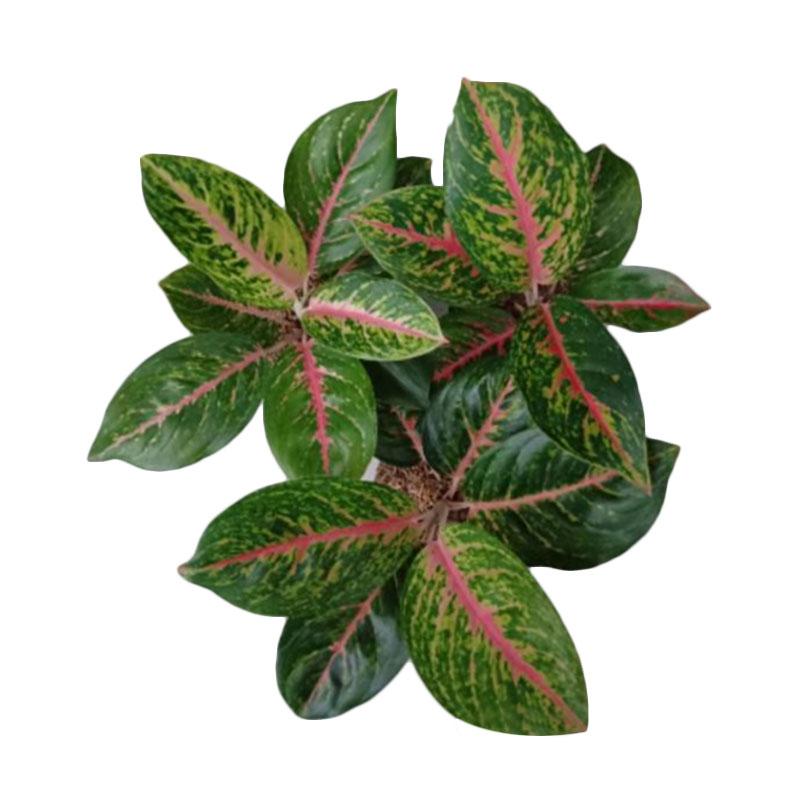 Jual Oem Aglaonema Big Papa Tanaman Online April 2021 Blibli
