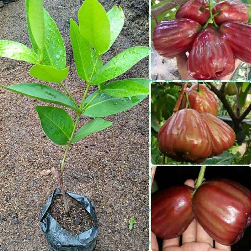 Jual Azzahra Berkah Bibitku Jambu Air Dalhari Bibit Tanaman Online