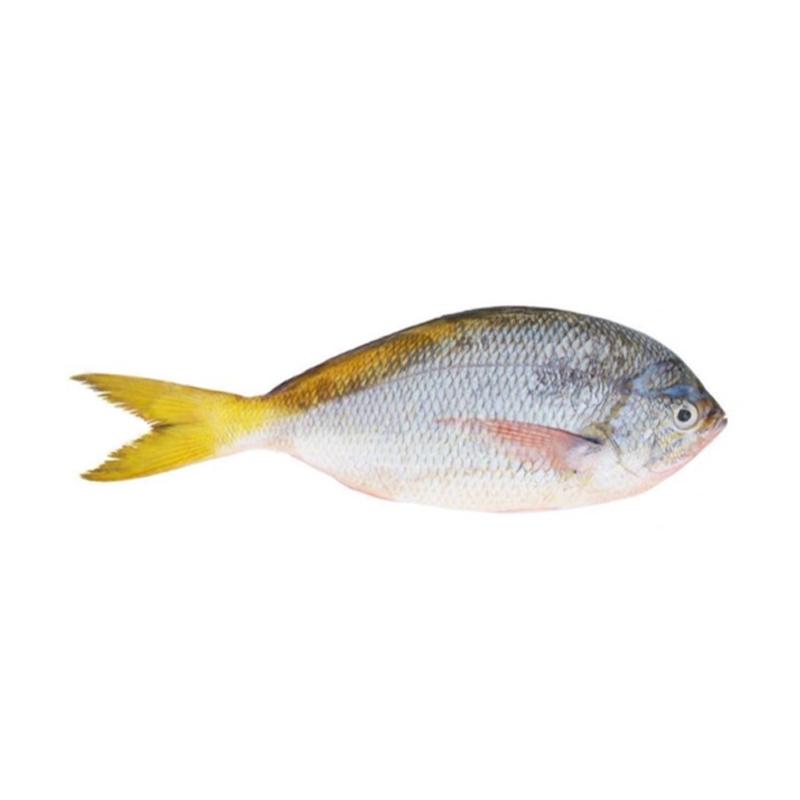 Jual S33 Ikan Ekor Kuning Fresh 1 Kg Online April 2021 Blibli