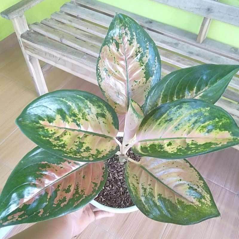 Jual Azzahra Berkah Bibitku Aglonema Sultan Brunei Tanaman Hias Online Februari 2021 Blibli Cara menanam bonggol aglonema suksom dari bonggol 1.bersihkan bonggol dan akar2 nya 2.buang akar yg busuk 3.siapakan. azzahra berkah bibitku aglonema sultan brunei tanaman hias