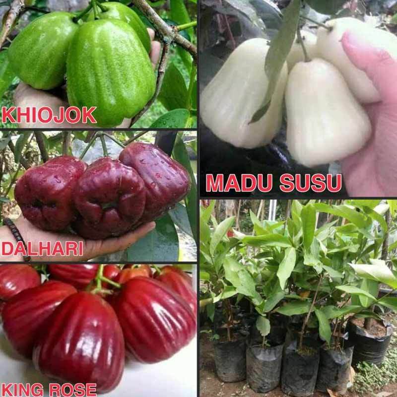 Jual Goldseeds Paket Bibit Tanaman Buah Jambu Air 4 Jenis Dalhari Khiojok King Rose Madu Susu Varietas Terbaik Online Februari 2021 Blibli
