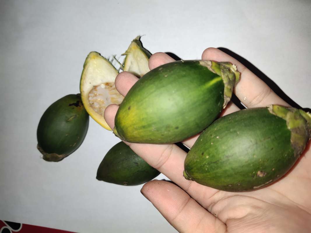 Promo Buah Pinang Muda 1 Kg Di Seller Lin Herbal Kab Bandung Barat Jawa Barat Blibli