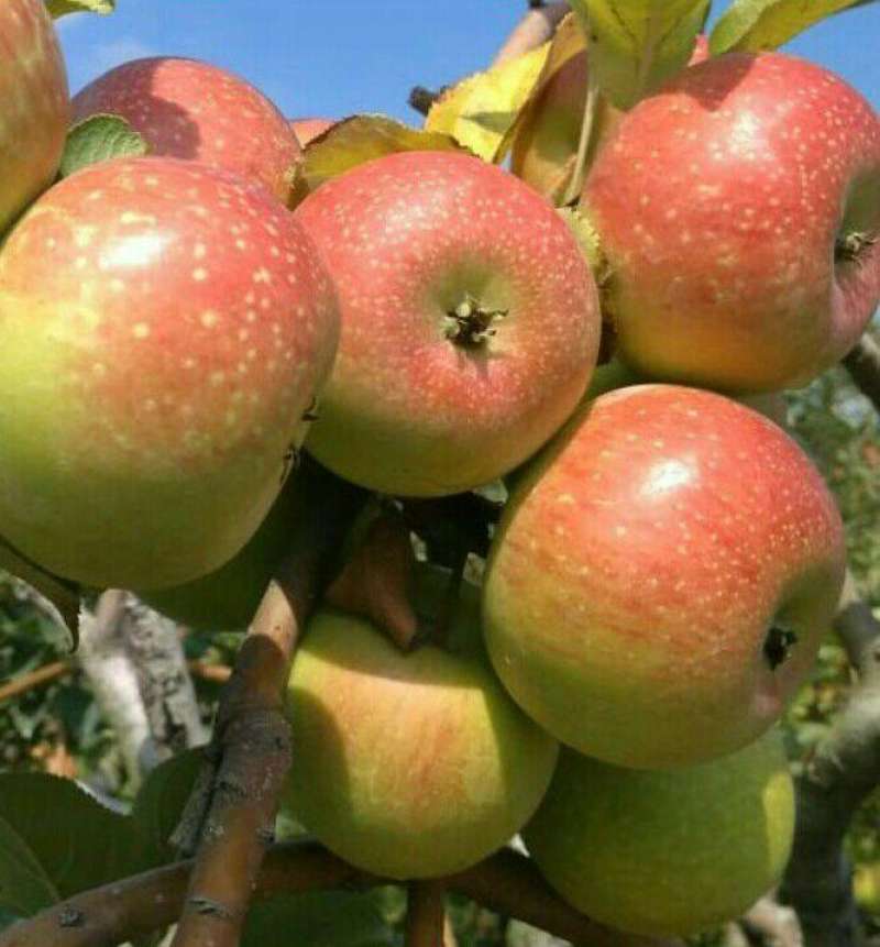 Jual Apel Malang Rome Beauty Premium Hampers Ibaza Fruitsbox Isi 2 Kg Buah Apel Segat Terbaru Juli 2021 Blibli