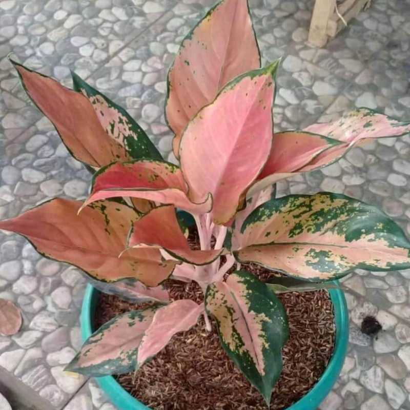 Jual Bunga Aglonema Kochin Tembaga Online April 2021 Blibli