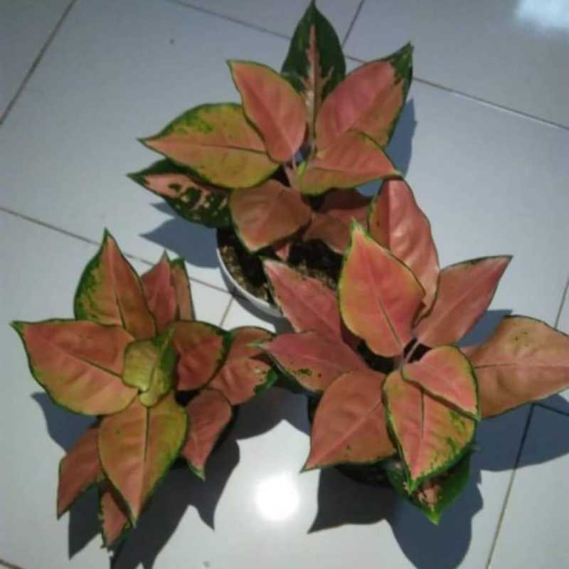 Jual Bunga Aglonema Kochin Tembaga Online Januari 2021 Blibli