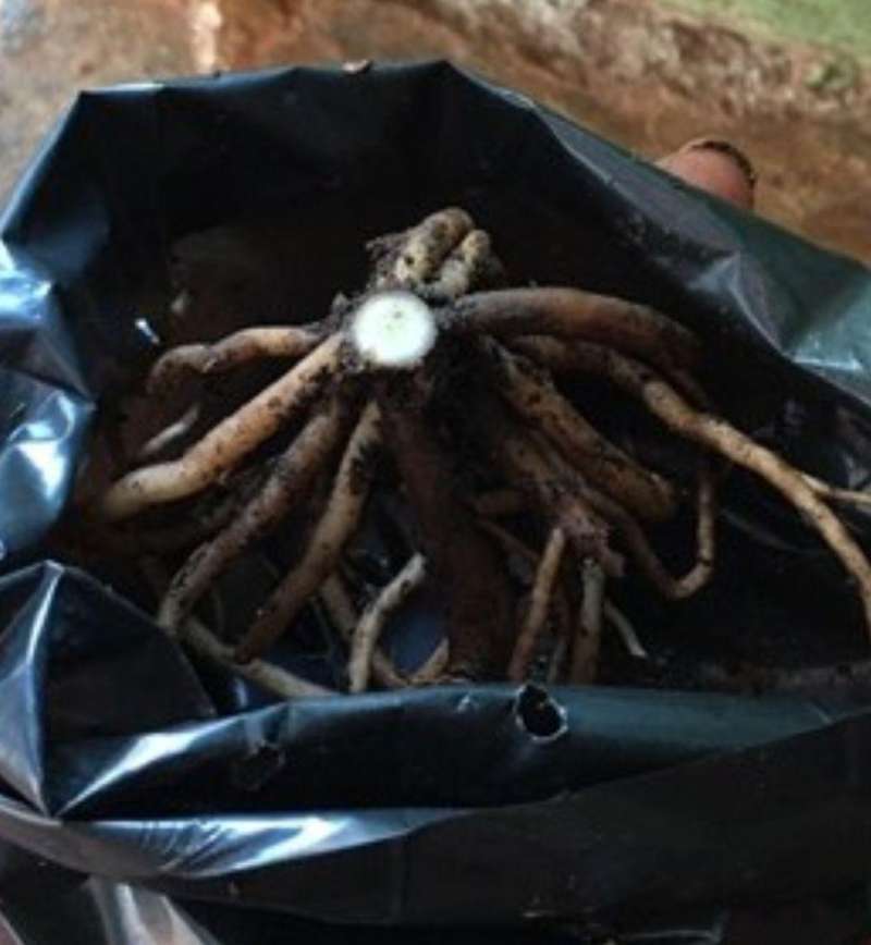 Jual Bonggol Aglonema Red Sumatra Online Februari 2021 Blibli Aglaonema rotundum is found near a waterfall at elevations of 360 meters near medan in north sumatra. bonggol aglonema red sumatra
