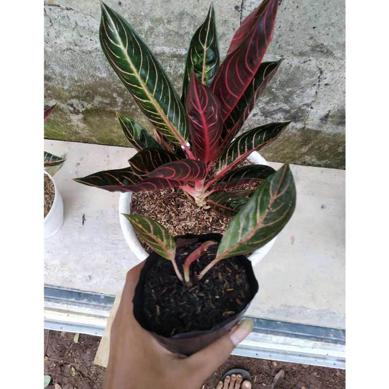 Jual Bonggol Aglonema Red Sumatra Online Februari 2021 Blibli Pembayaran mudah, pengiriman cepat & bisa cicil 0%. bonggol aglonema red sumatra