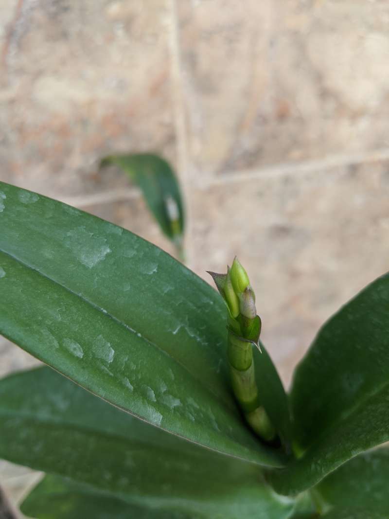 Jual Spike Knop Anggrek Dendrobium Black Pearl Online April 2021 Blibli Sambil berjalan sebuah pekerjaan ada kalanya kita santai sejenak sambil menikmati keindahan anggrek dan ditemani lagunya bcl cinta sejati. spike knop anggrek dendrobium black pearl