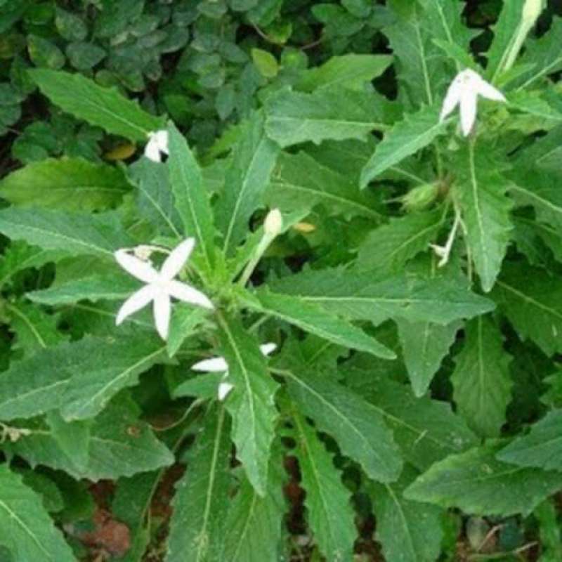 Jual Bibit Bunga Kitolod Obat Mata Tanaman Herbal Obat Mata Online April 2021 Blibli