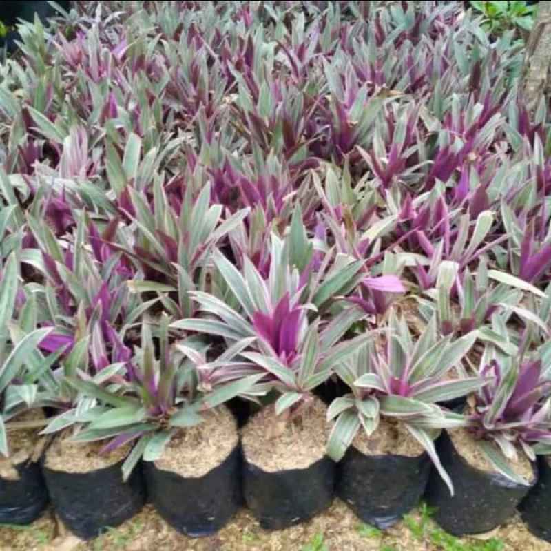 Jual Tanaman Hias Adam Hawa Varigata Online April 2021 Blibli