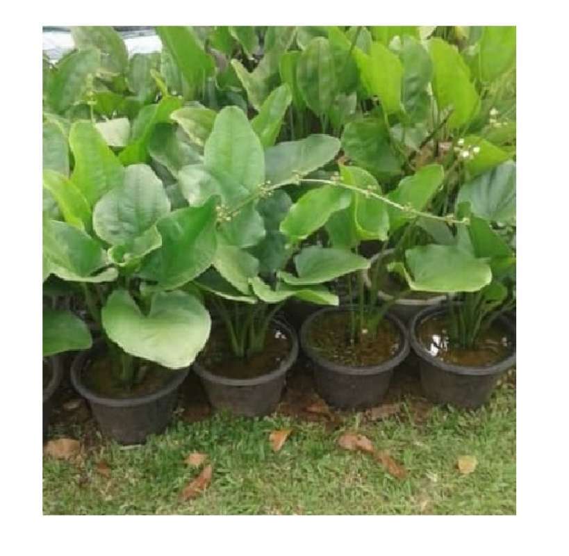 Jual Tanaman Hias Melati Air Tanaman Air Pohon Bunga Melati Online April 2021 Blibli