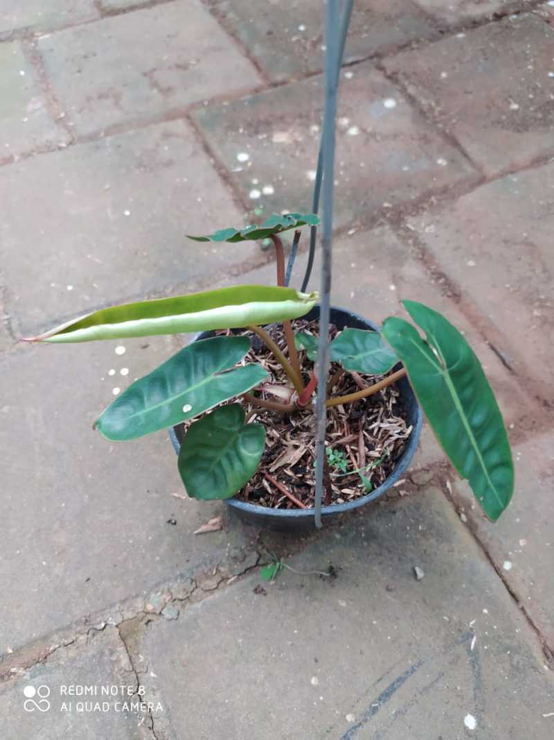 Jual Philodendron Grandiflorum Kabel Busi 1 Online April 2021 Blibli