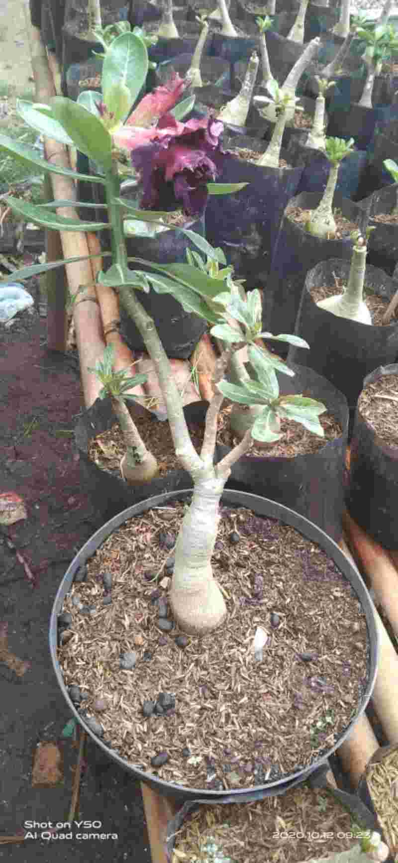 Jual Bunga Kamboja Tumpuk Tanaman Hias Online Februari 2021 Blibli Bunga kamboja sendiri bisa dimanfaatkan sebagai tanaman obat yang kikarenakan memiliki sejumlah senyawa berkhasiat, seperti triterprenoid amirin, lupeol, dan fulvoplumierin. bunga kamboja tumpuk tanaman hias