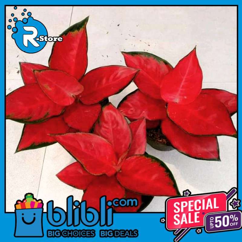 Jual Tanaman Hias Aglonema Suksom Pohon Hias Aglaonema Suksom Jaipong Online Januari 2021 Blibli