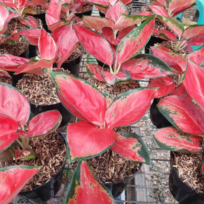 Jual Tanaman Hias Aglonema Suksom Pohon Hias Aglaonema Suksom Jaipong Online Januari 2021 Blibli