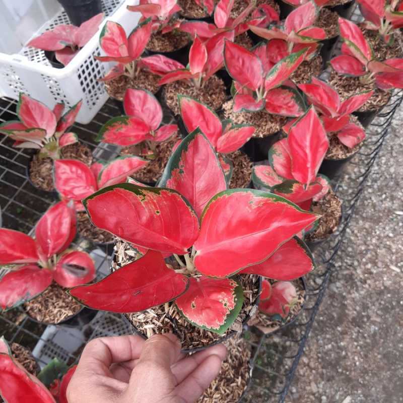 Jual Tanaman Hias Aglonema Suksom Pohon Hias Aglaonema Suksom Jaipong Online Januari 2021 Blibli