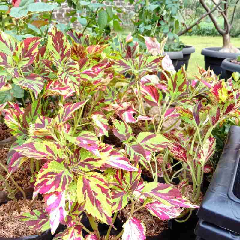 Jual Tanaman Hias Miyana Batik Miana Merah Kuning Batik Miana Strip Merah Miana Api Online April 2021 Blibli