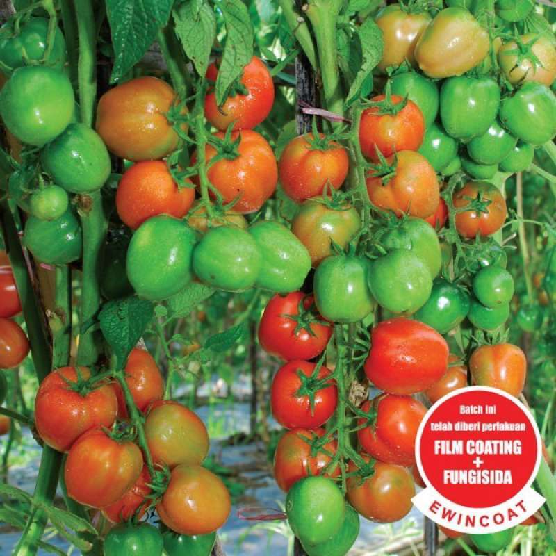 Jual Benih Bibit Tomat Tantyna F1 Cap Panah Merah Urban Farming Online Februari 2021 Blibli