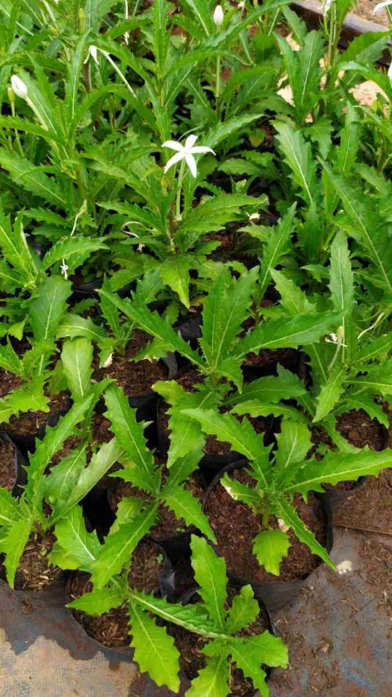 Jual Tanaman Kitolod Obat Mata Online April 2021 Blibli