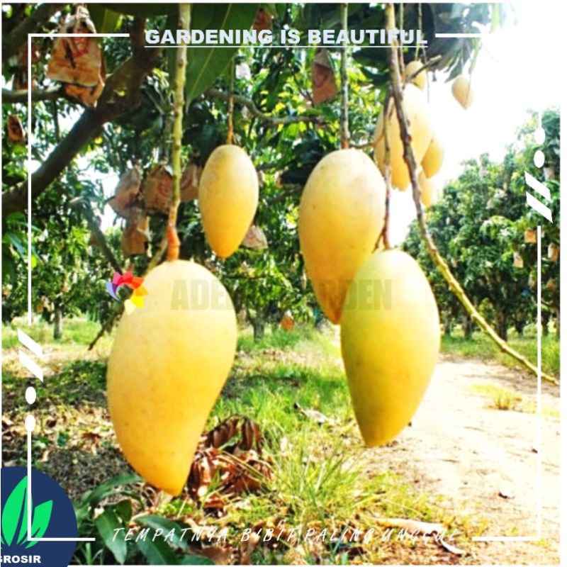 kebun mangga chokanan