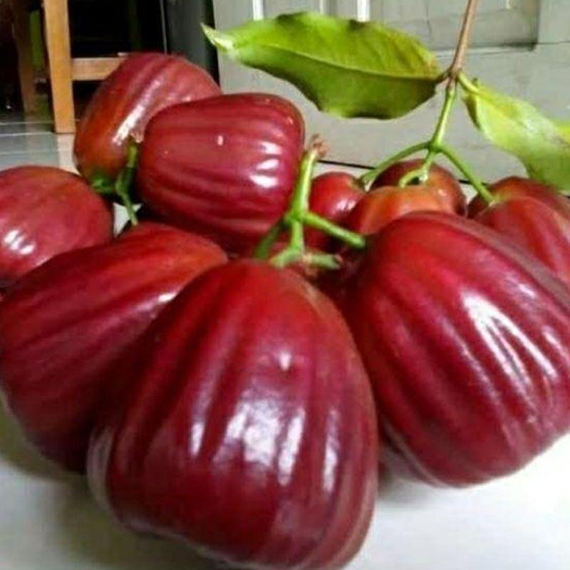 Azzahra berkah bibitku Bibit Jambu Air Dalhari