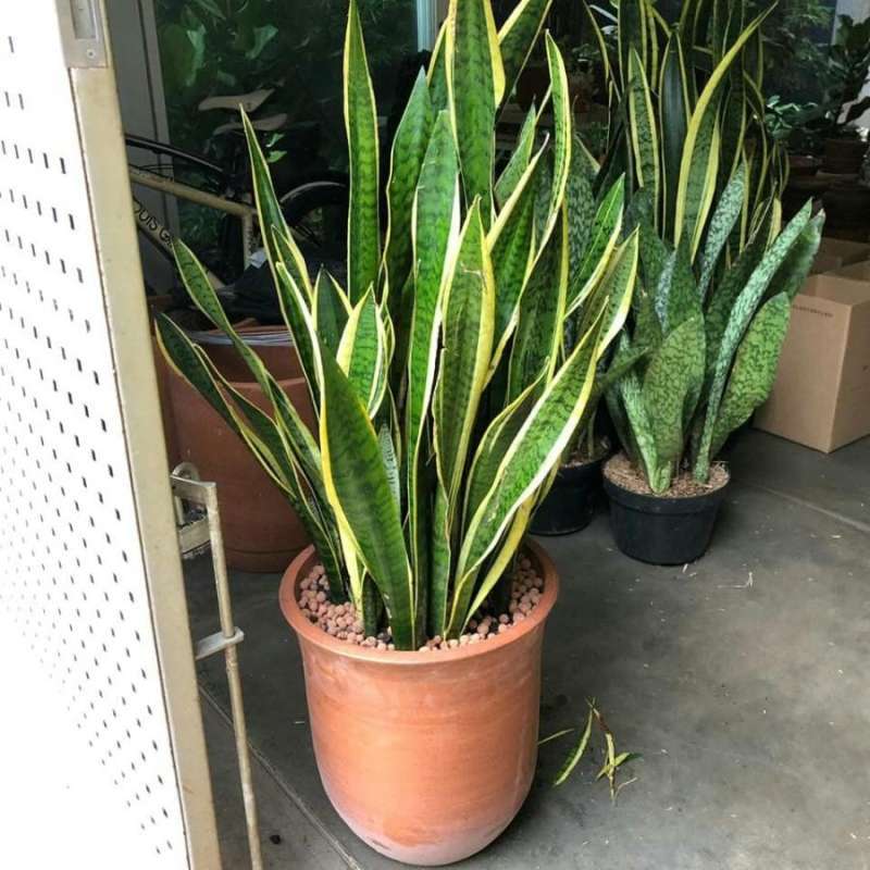 Tanaman Hias Sansivera | Snake plant