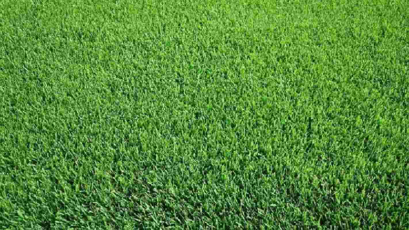 Rumput Manila - Sinar Mas Land