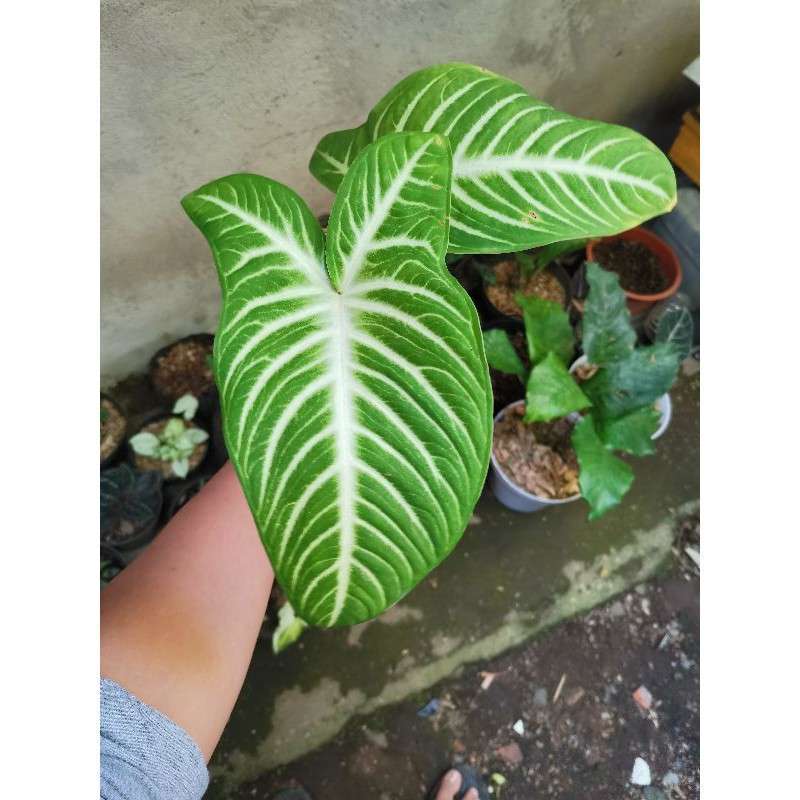 VKontakte-da Polotsk jinsiy aloqa Anal jinsiy aloqada bolgan noqulayliklar